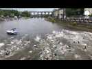 VIDÉO. À Laval, des dizaines de triathlètes se jettent à l'eau dans la Mayenne