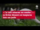VIDÉO. « J'ai failli retourner me coucher ! » : ce Breton découvre un kangourou dans son j