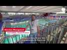 VIDEO. Natation : Florent Manaudou joue sa qualification pour les JO sur 50 m nage libre