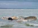 VIDÉO. Une carcasse de baleine s'est échouée à la pointe d'Agon, dans la Manche