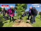 VIDÉO. 80 ans du Débarquement. À Saint-Lô, des arbres plantés en mémoire des victimes civiles