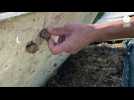 VIDÉO. Les escargots de Maine-et-Loire n'échappent pas au problème climatique