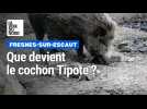 Des nouvelles du cochon Tipote à Fresnes-sur-Escaut