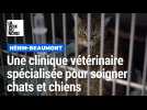 Une clinique vétérinaire de proximité pour soigner vos chats et chiens à Hénin-Beaumont