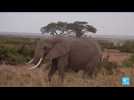 Kenya : selon une étude scientifique, les Eléphants s'appellent par leur nom