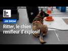 JO 2024 : des chiens renifleurs d'explosifs à Lille