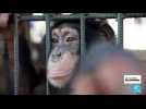 Sierra Leone : la déforestation menace les chimpanzés