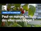 Cueillette urbaine : peut-on récolter et manger les fruits en pleine ville sans risquer sa santé ?