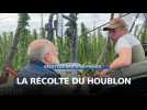 Houblon : premier jour de récolte !