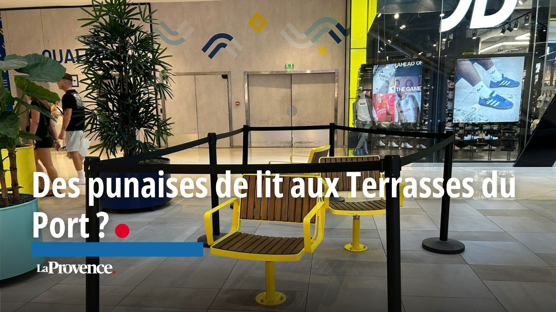 Vidéo Des clients piqués par des punaises de lit aux Terrasses du Port