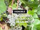 Les vendanges dans le Gers en retard à cause de la pluie