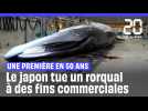 Japon : Un rorqual commun tué à des fins commerciales, une première depuis 50 ans