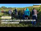 Vendanges : les premiers coups de sécateur dans la Marne ...