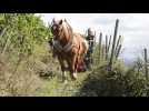 Vendanges à cheval : Vizir, le compagnon qui donne de « bonnes vibrations »