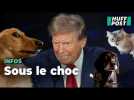 Sur TikTok, même les chiens et les chats trouvent les délires de Trump effrayants