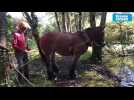 Des chevaux ont débardé les alentours d'un étang nazairien