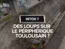 VRAI OU FAUX : Des loups se sont-ils vraiment aventurés sur le périphérique toulousain ?