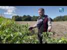 Cet agriculteur charentais explique comment lutter contre la Datura