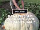 Il fait pousser un potiron géant dans son potager