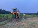 Dordogne | Les vendanges ont débutés dans le Bergeracois