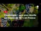 VIDÉO. Vendanges : vers une récolte en baisse de 18 % en France