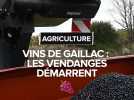 Tarn : les vendanges démarrent au domaine In Ventis à Rabastens