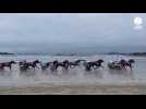 VIDÉO. « Les courses de chevaux sur la plage de Lancieux, ce sont 118 années d'existence »