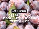 Lot-et-Garonne : des pruneaux moins sucrés cette année à cause des fortes pluies