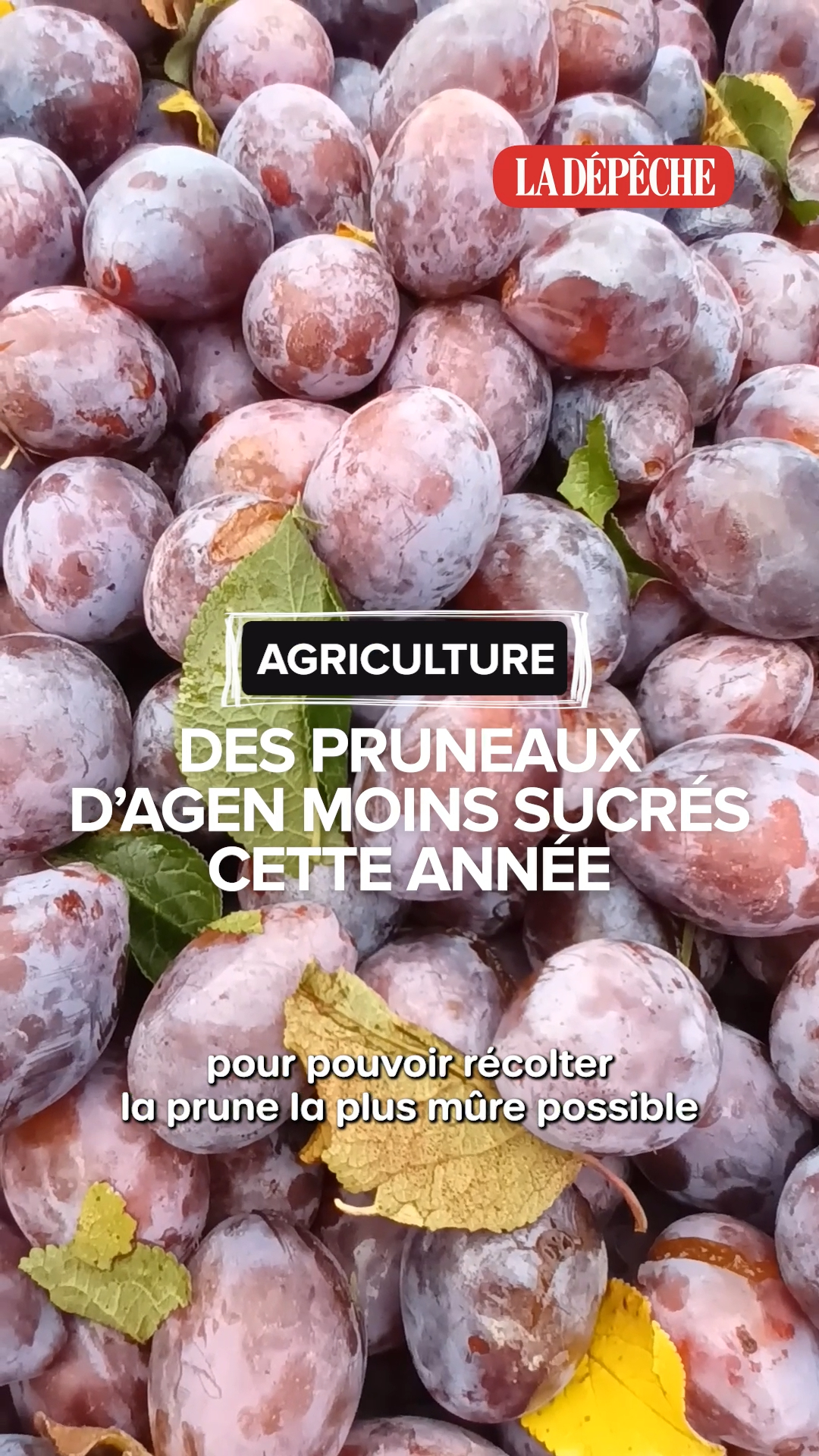 ENTRETIEN.