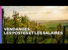 Vendanges : les postes et les salaires ...