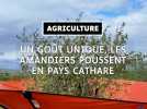 Des amandiers cultivés en Pays Cathare