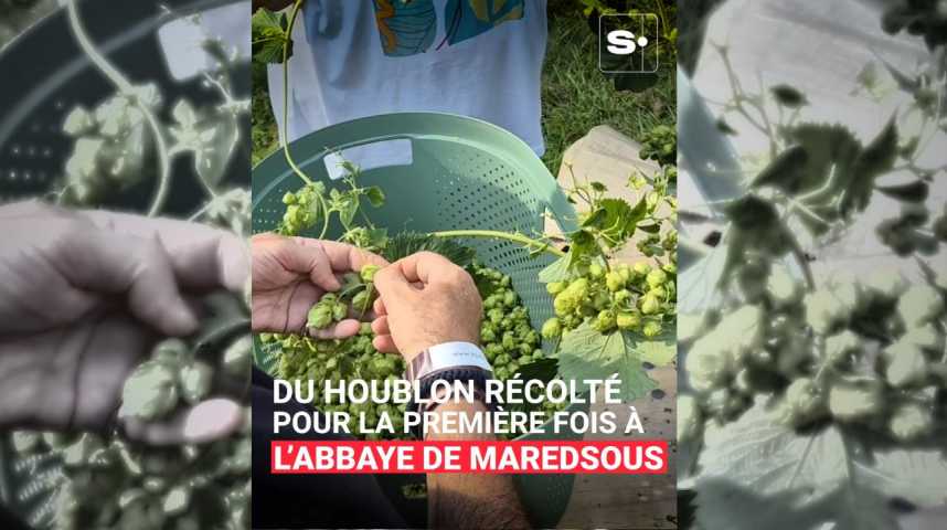Du houblon récolté pour la première fois à l'abbaye de Maredsous