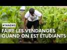 Nos conseils pratiques pour se lancer dans les vendanges quand on est étudiants à Reims