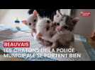 Les chatons de la police municipale de Beauvais se portent bien