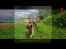 Vidéo Adoptez-les ! - Ces chiens et chats attendent au refuge de Nargis : découvrez les portraits de Bouba, Acacia, Loki, Ulysse et Scotty Vidéo Adoptez-les ! - Ces chiens et chats attendent au refuge de Nargis : découvrez les portraits de Bouba, Acacia, Loki, Ulysse et Scotty