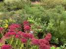 Les conseils de Stéphane, jardinier de l'Abbaye de Valloires, pour bien planter cet automne