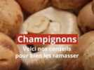 Champignons - Un cèpe d'une taille exceptionnelle trouvé dans un bois en Corrèze