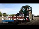 La réglisse, une solution pour l'agriculture en Provence ?