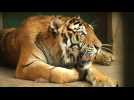 VIDEO. Canicule au Pakistan : le zoo de Lahore distribue des blocs de glace aux animaux