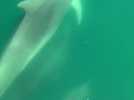 Des dauphins par dizaines à Gruissan dans l'Aude