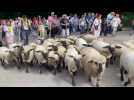 Plus petite transhumance de France à Berthen : les moutons sont arrivés au sommet du Mont des Cats