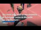 On a testé pour vous un entraînement de la brigade canine de Marseille qui a du mordant...