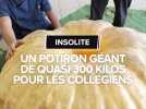 Insolite : Le potiron géant de quasi 300 kg va être servi aux collégiens