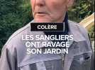 Les sangliers ont ravagé son jardin