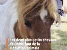 Les deux plus petits chevaux de Corse font de la médiation animale