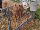 Une journée à la ferme de Quierzy