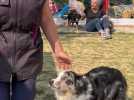 A Labeuvrière, le club canin a trouvé des nouveaux locaux que ses passionnés ont aménagé eux-mêmes
