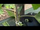 Nous avons l'habitude d'enlever les gourmands des tomates, vous pouvez faire pareil pour les aubergines !