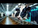 Vaches à lait, vaches à viande: ce qu'il faudrait changer pour notre santé et notre environnement