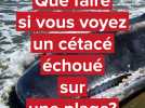 Que faire si vous découvrez un cétacé échoué sur une plage française ?